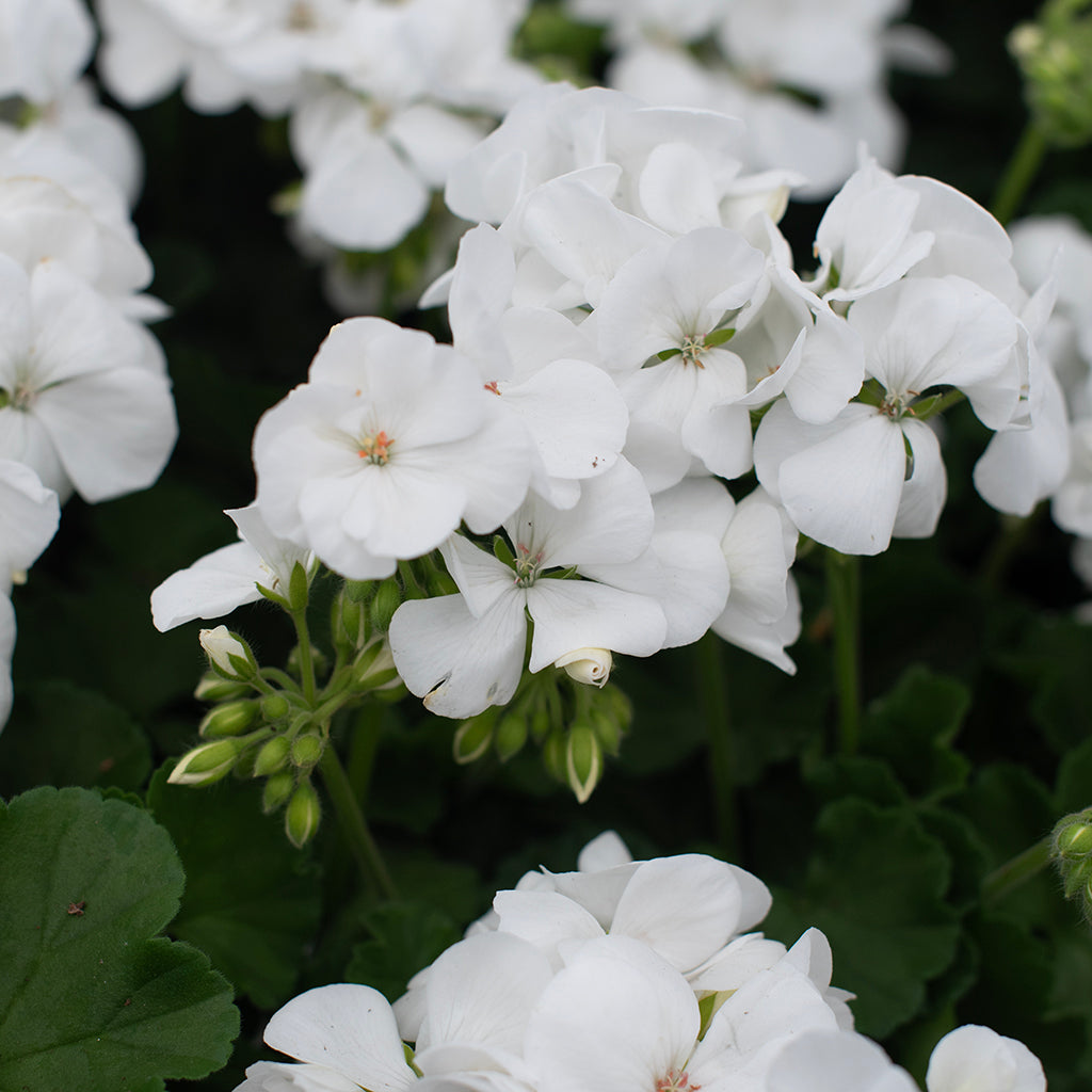 SN Geranium Zonal Pelargonium Zonale 4.33"