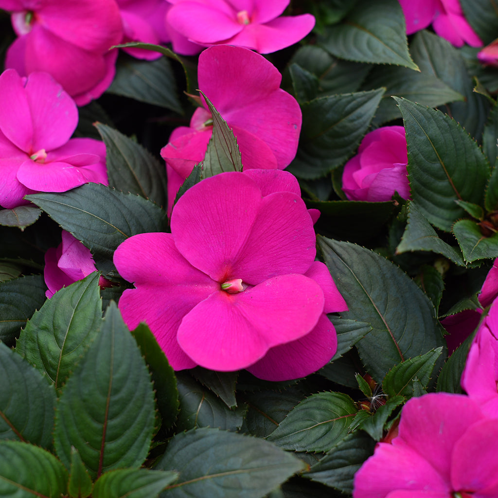 SN Impatiens New Guinea Hawkeri 4.33"
