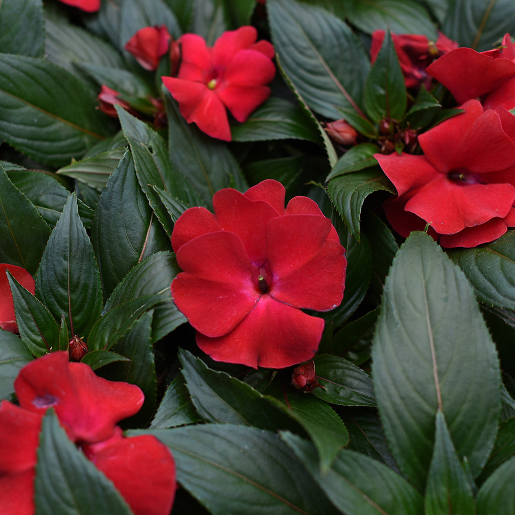 SN Impatiens New Guinea Hawkeri 4.33"