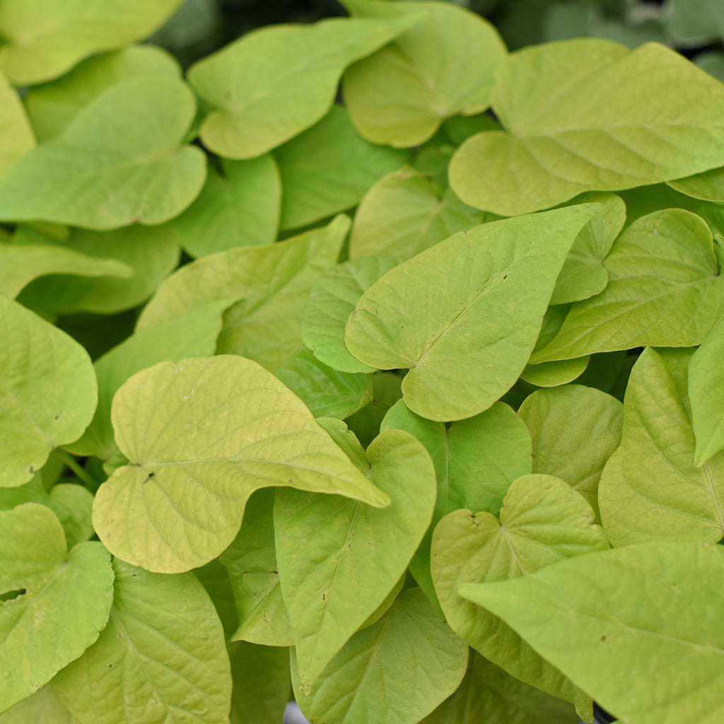 SN Ipomoea Batatas 4.33"