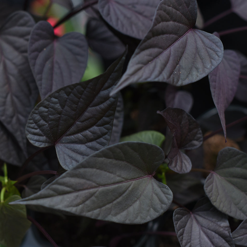 SN Ipomoea Batatas 4.33"