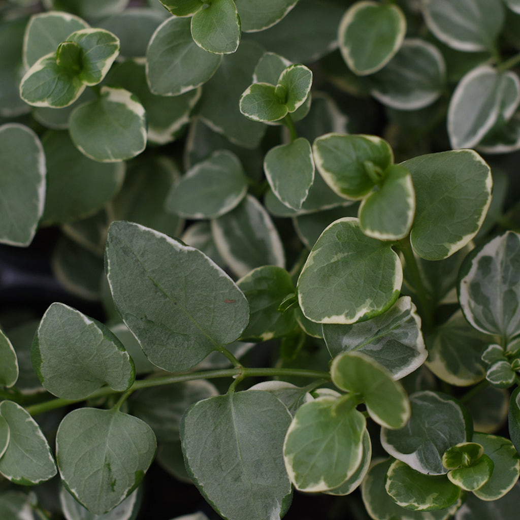 SN Trailing Hedera/Senecio/Vinca 4.33"