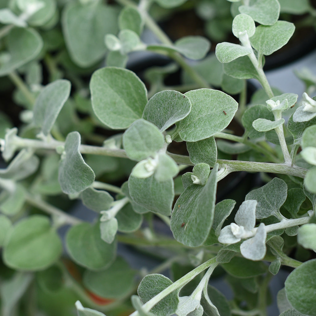 SN Trailing Hedera/Senecio/Vinca 4.33"
