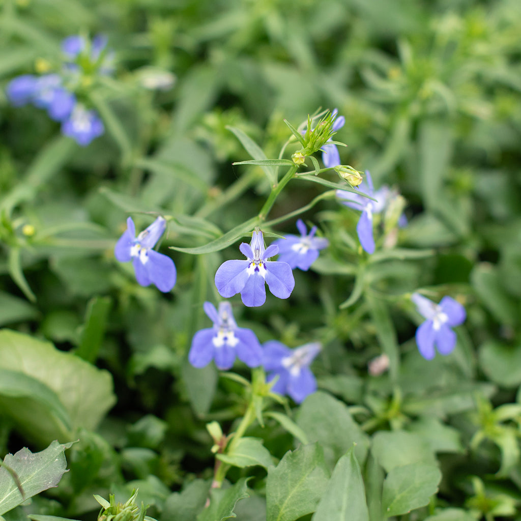 SN Lobelia Cultivars 4.33"