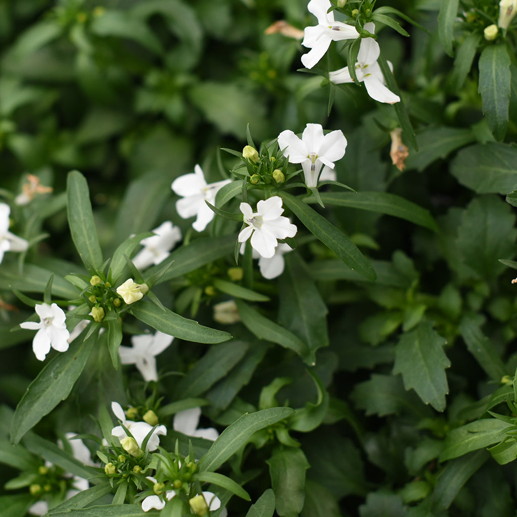 SN Lobelia Cultivars 4.33"