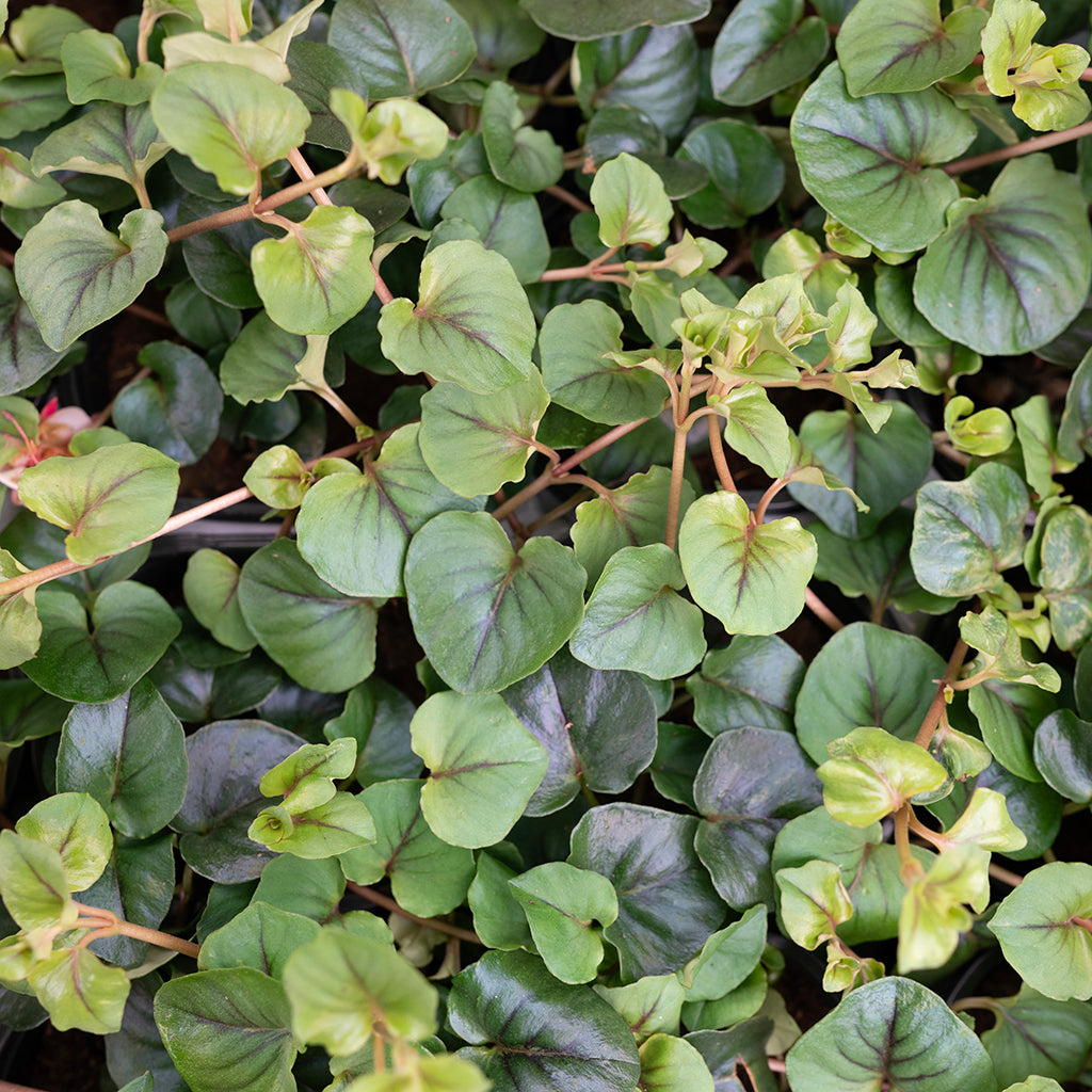 SN Lysimachia Nummularia 4.33"