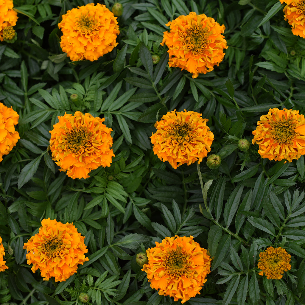SN Marigold Tagetes Erecta 4.33"