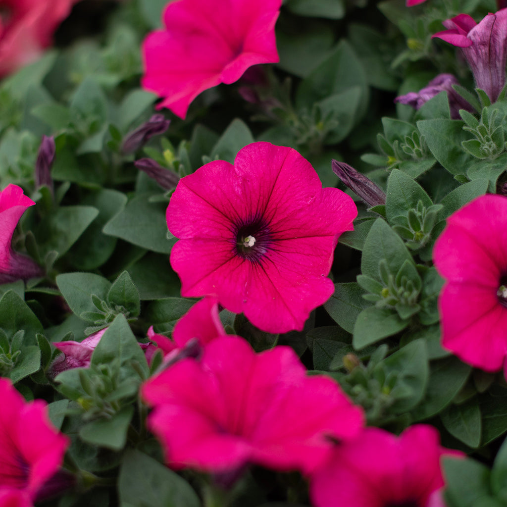 SN Petunia Mounding X Hybrida 4.33"