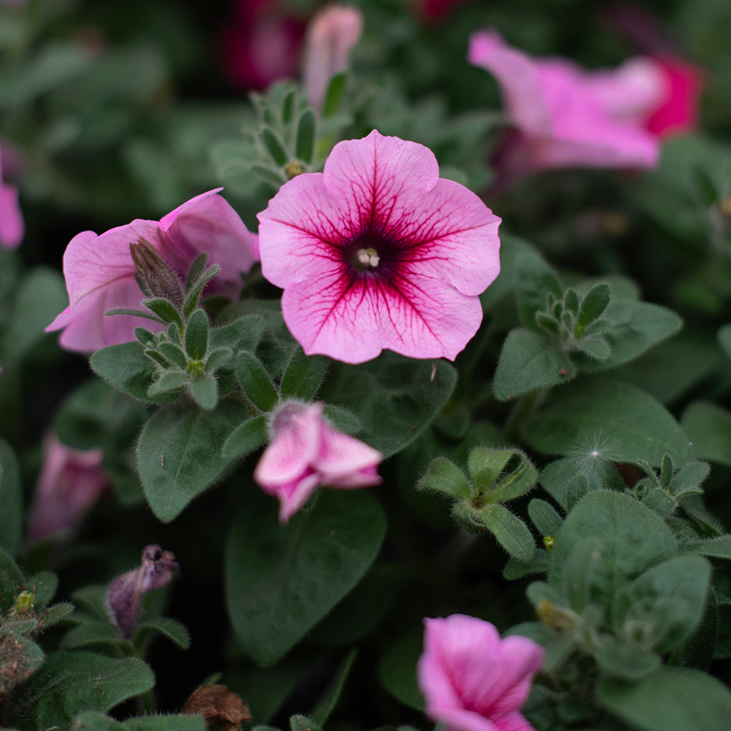 SN Petunia Mounding X Hybrida 4.33"