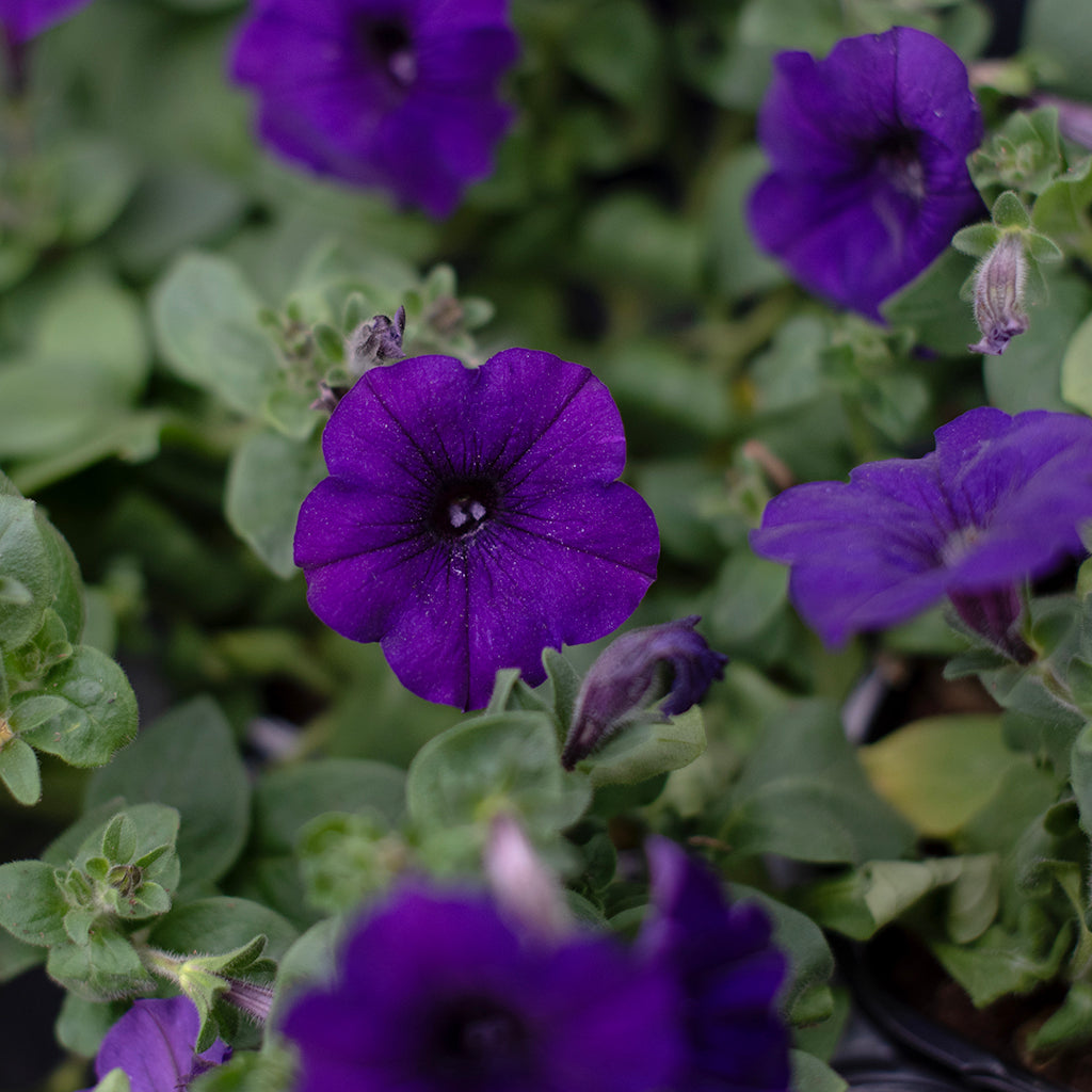 SN Petunia Trailing X Hybrida 4.33"
