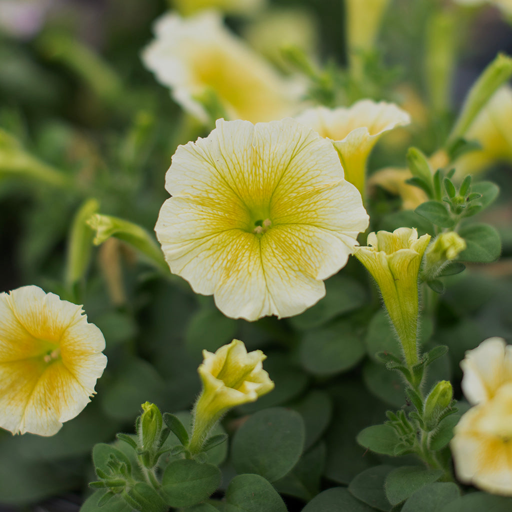 SN Petunia Trailing X Hybrida 4.33"