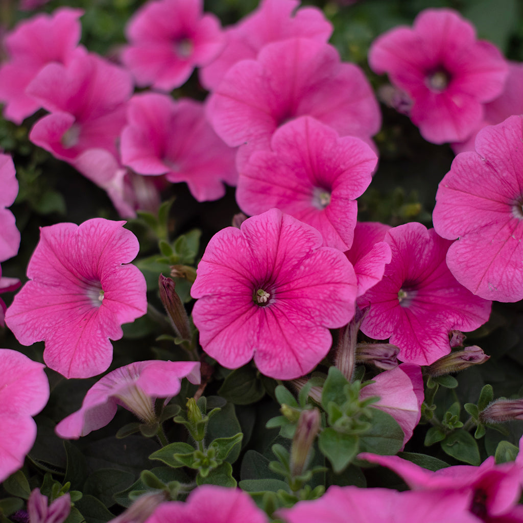SN Petunia Trailing X Hybrida 4.33"