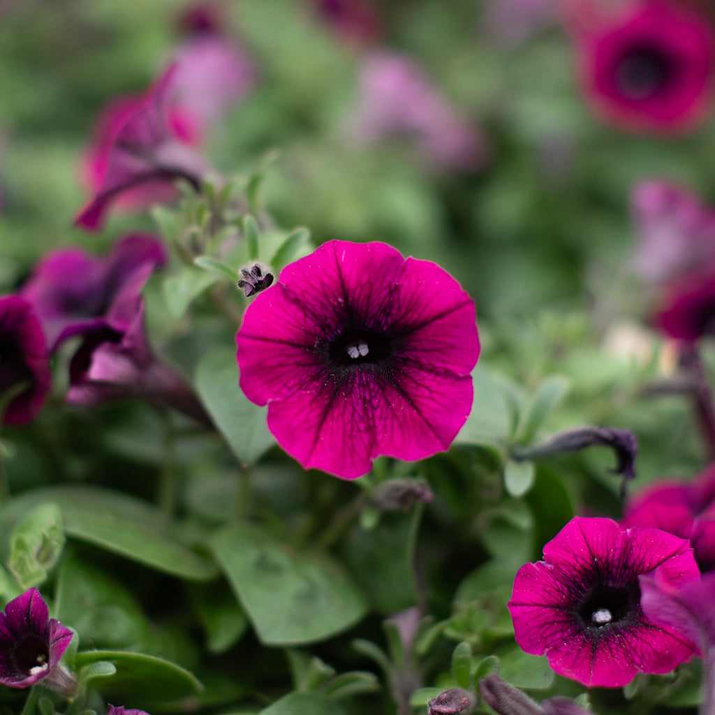 SN Petunia Trailing X Hybrida 4.33"