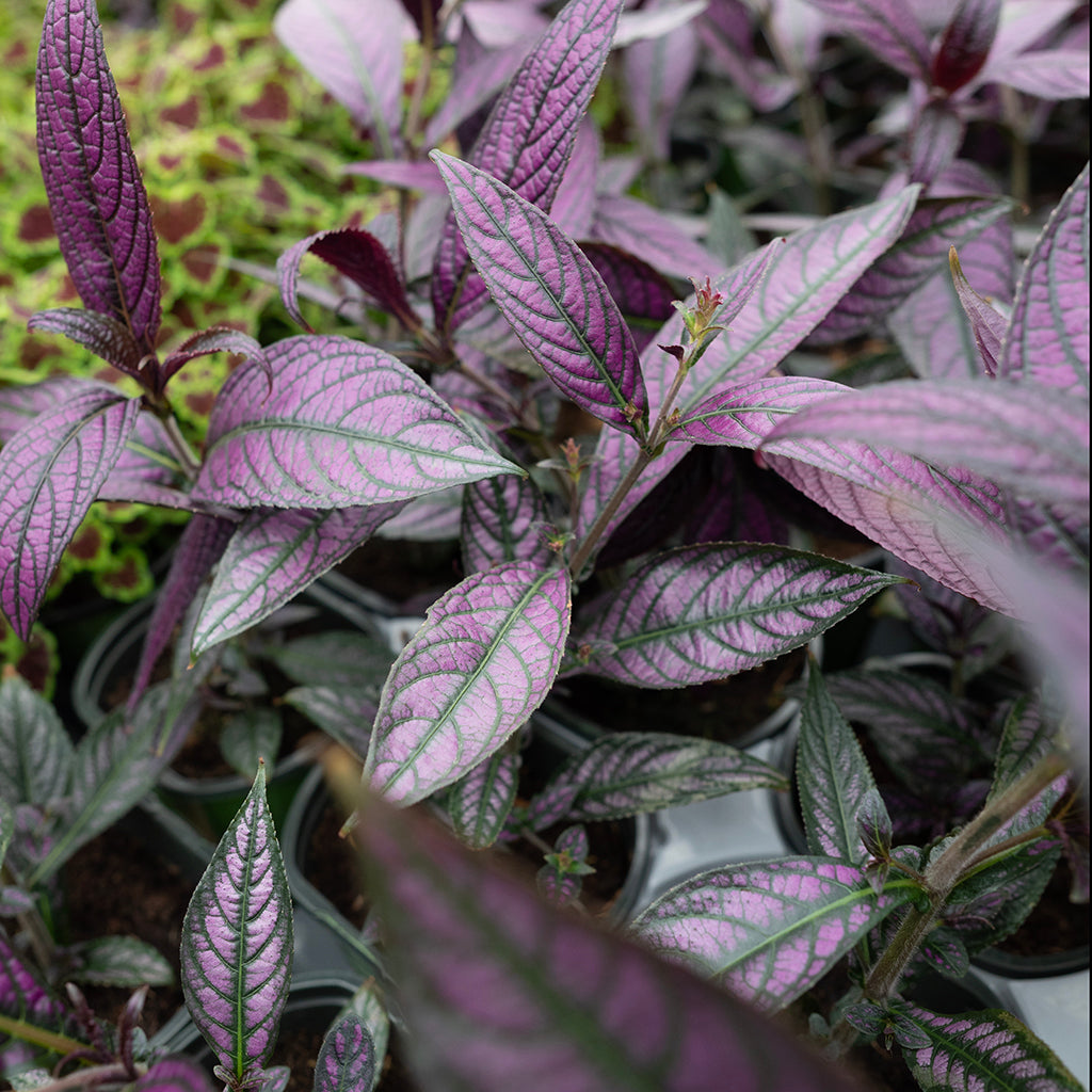 SN Strobilanthes Dyerianus 4.33"