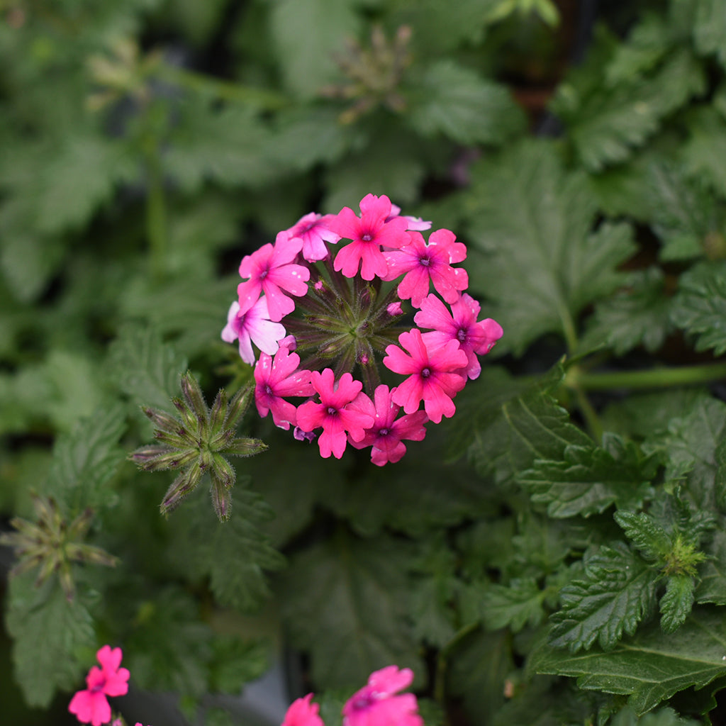 SN Verbena Hybrida 4.33"