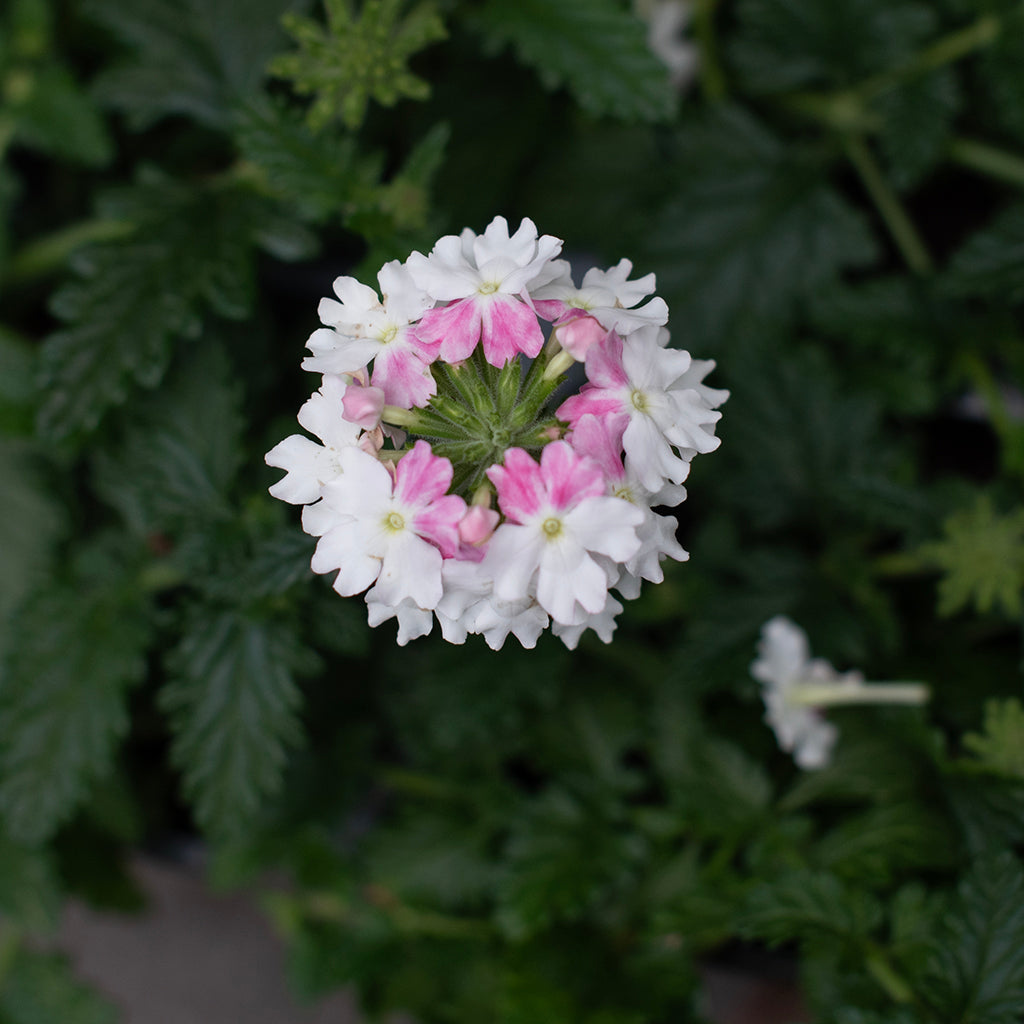 SN Verbena Hybrida 4.33"