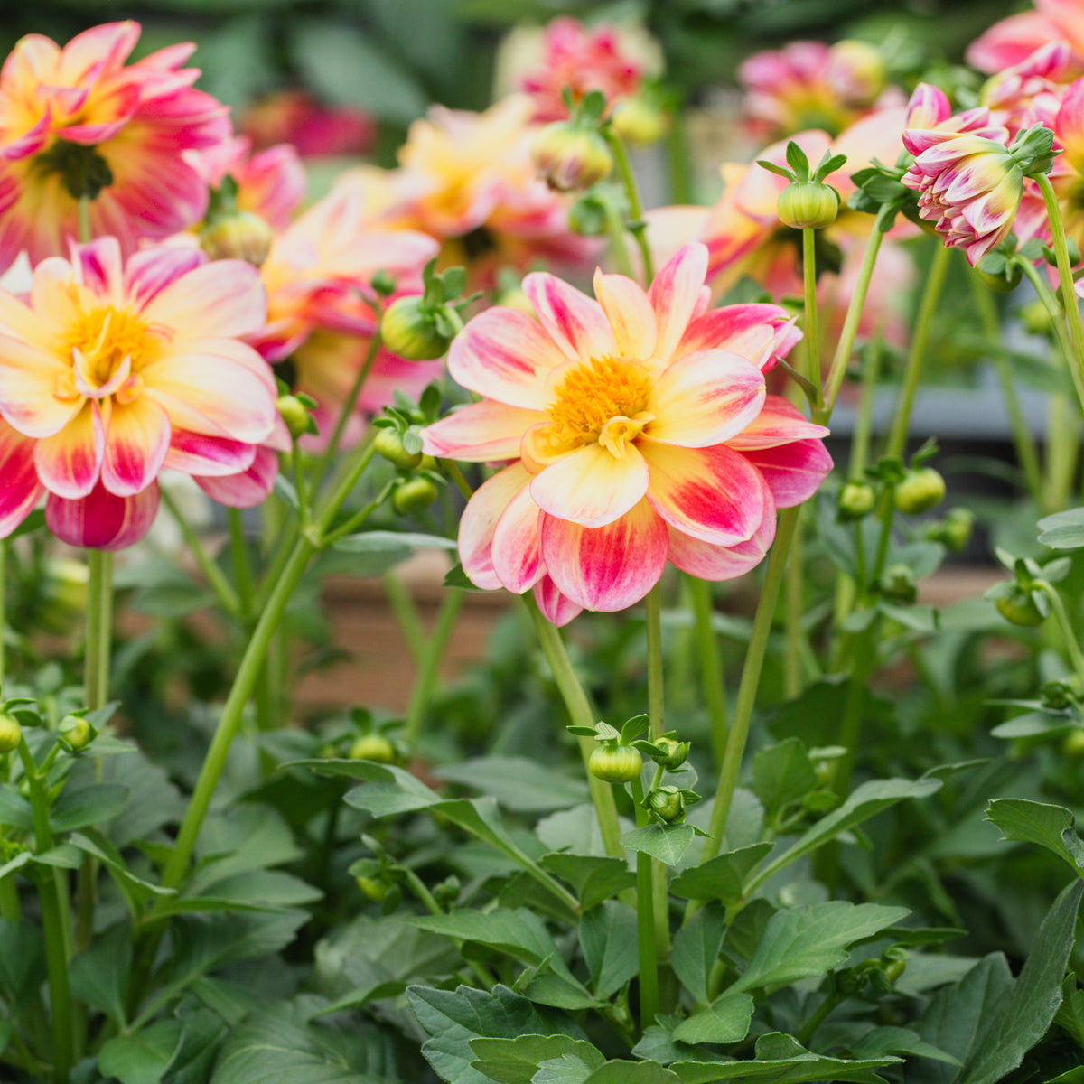 Sheridan Nurseries Annual Dahlia X Hybrida 6In