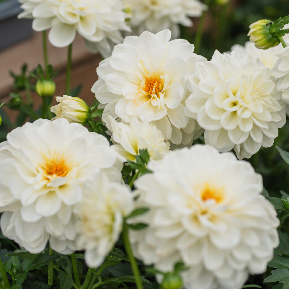 Sheridan Nurseries Annual Dahlia X Hybrida 6In