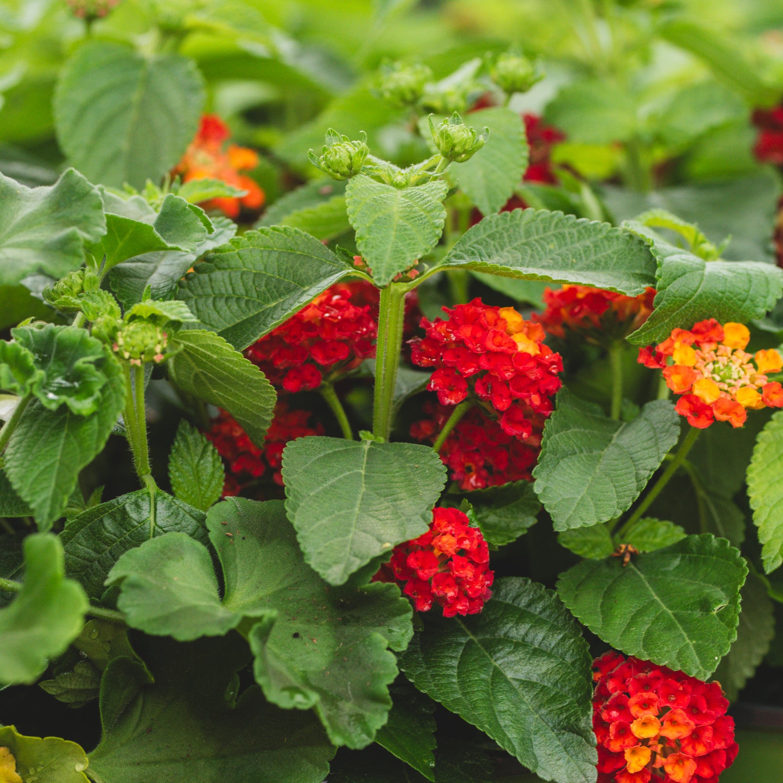 Sheridan Nurseries Annual Lantana Camara 6In