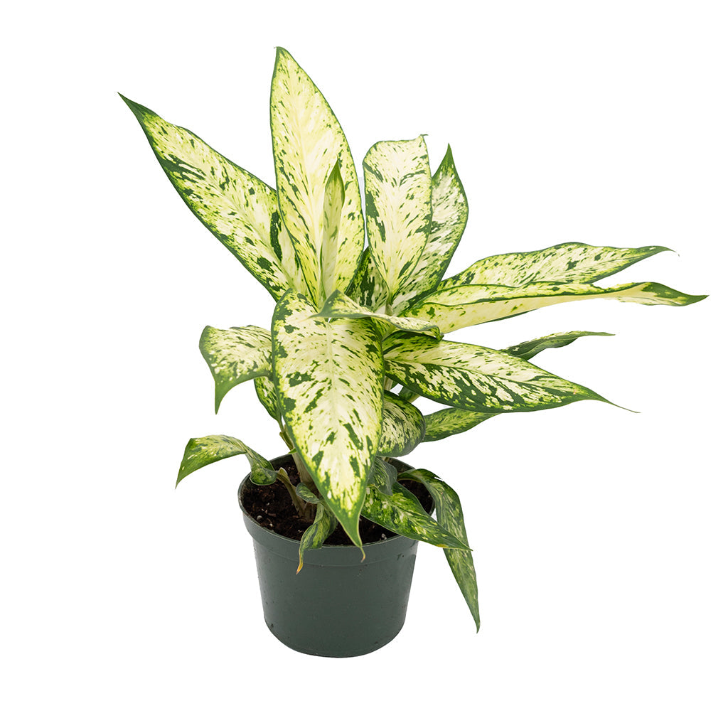 Dieffenbachia Starbright 6&quot;