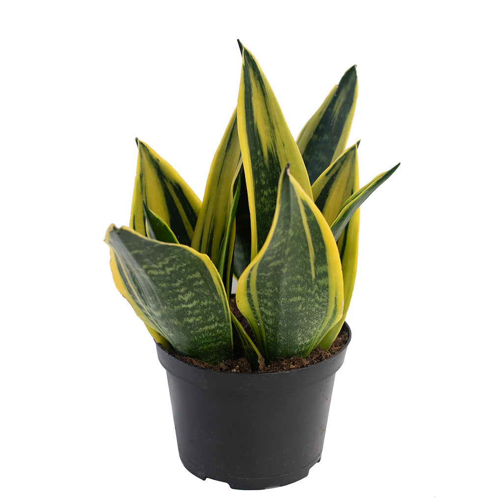 Sansevieria/Snake Plant Golden Flame 6"