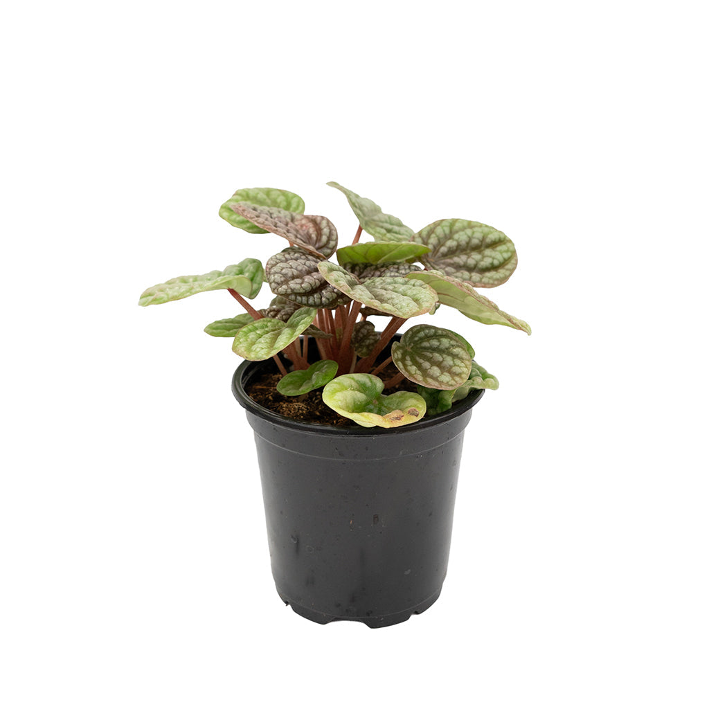 Peperomia Assorted 4"