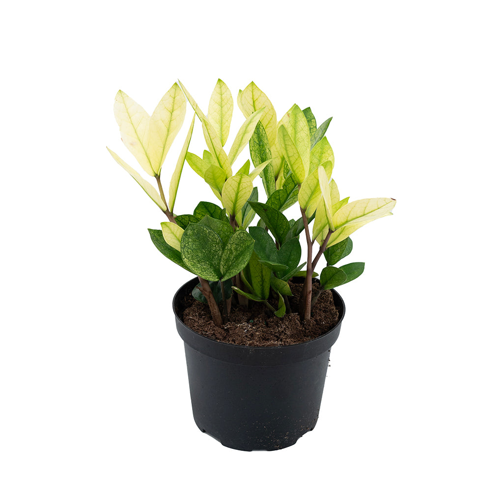 Kunstplant ZAMIOCULCAS zz plant 90cm