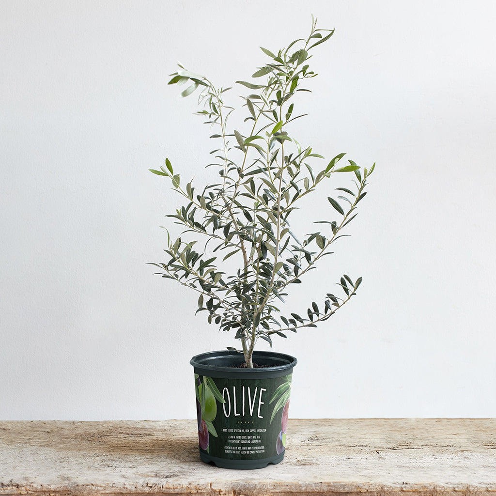 Olea Europa/Olive Plant 6"
