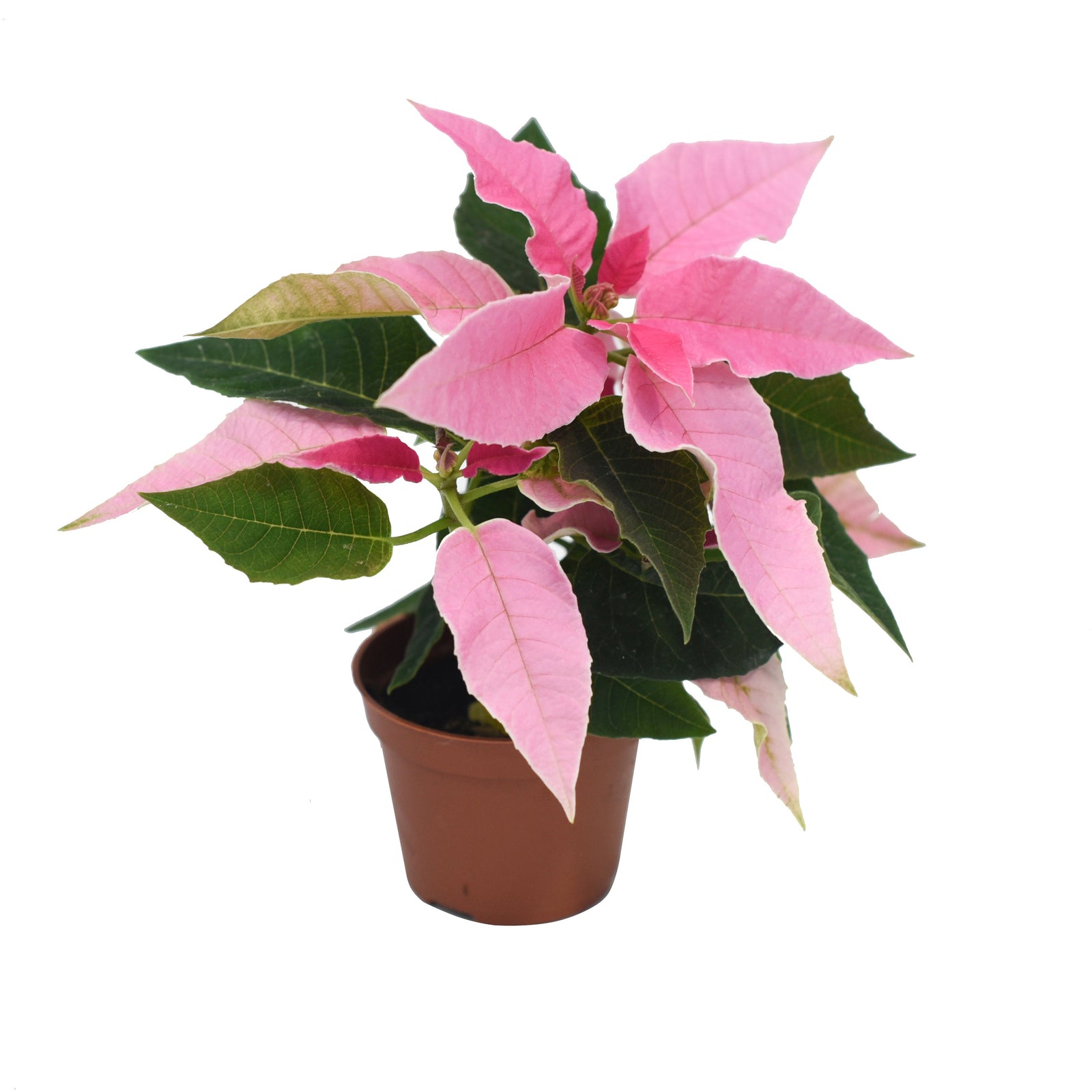 Poinsettia Princettia 2.5"