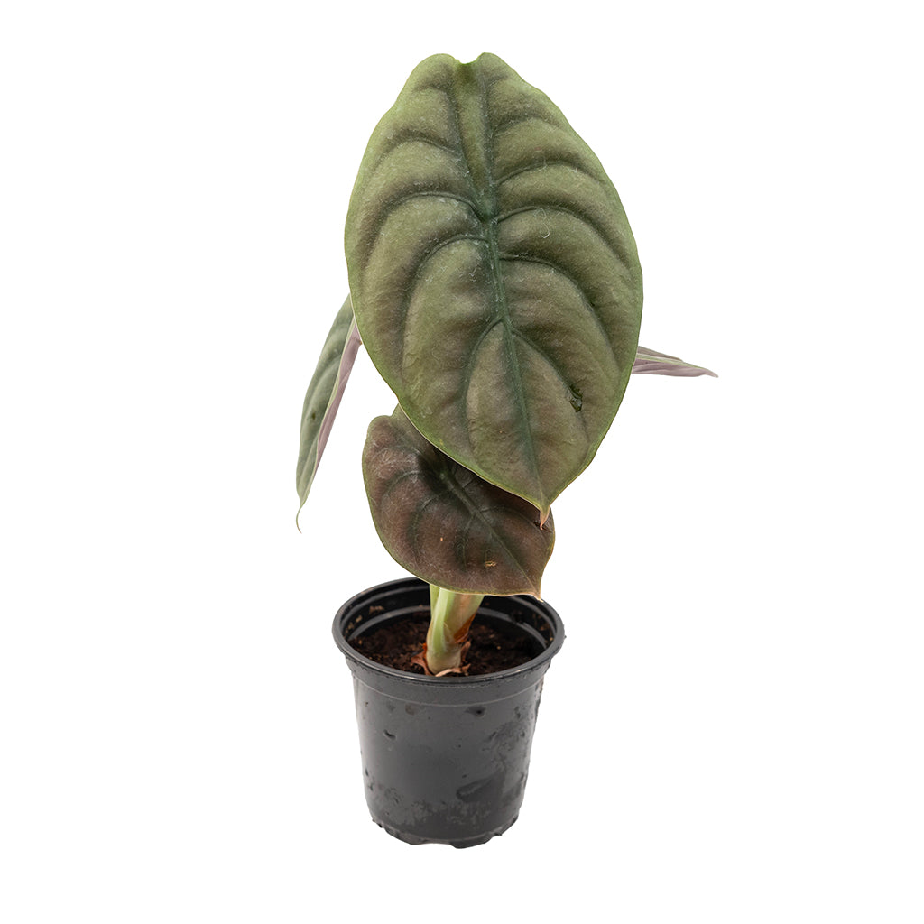 Alocasia Cuprea 4"