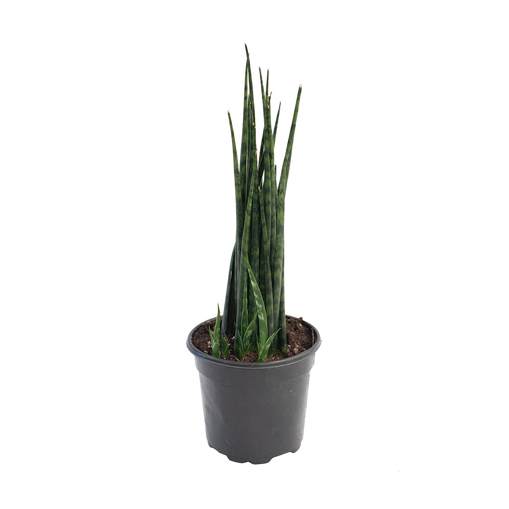 Sansevieria/Snake Plant Mikado Fernwood 4"