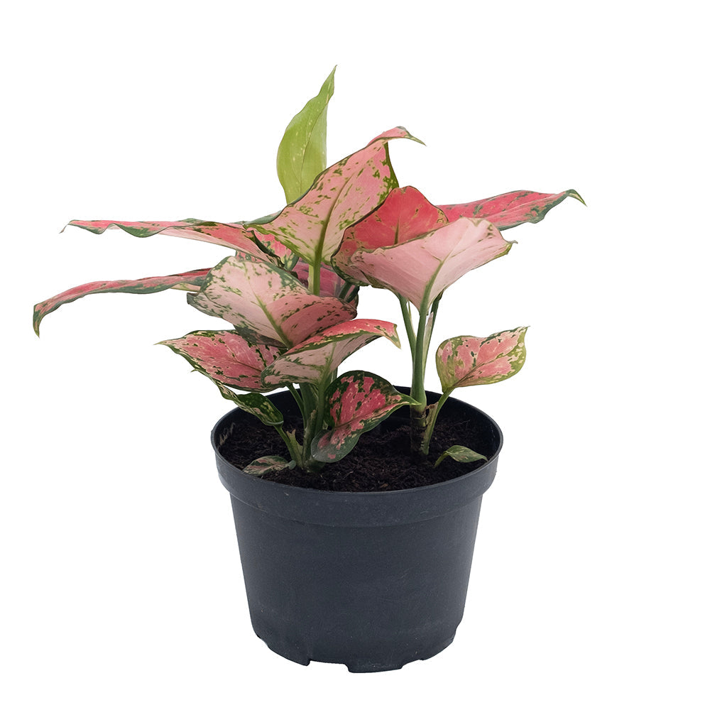 aglaonema red fountain plant Aglaonema/ Very Red 6"