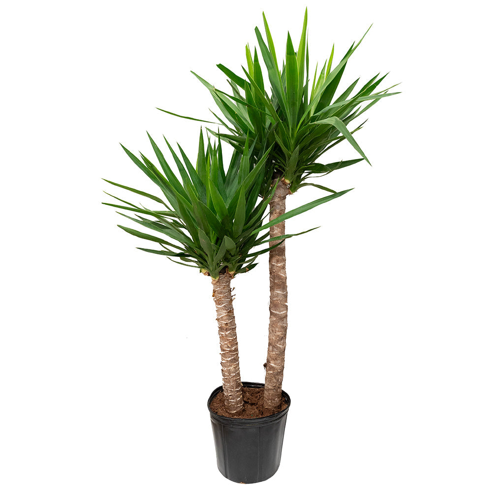 Yucca Cane 2-1 10&quot;