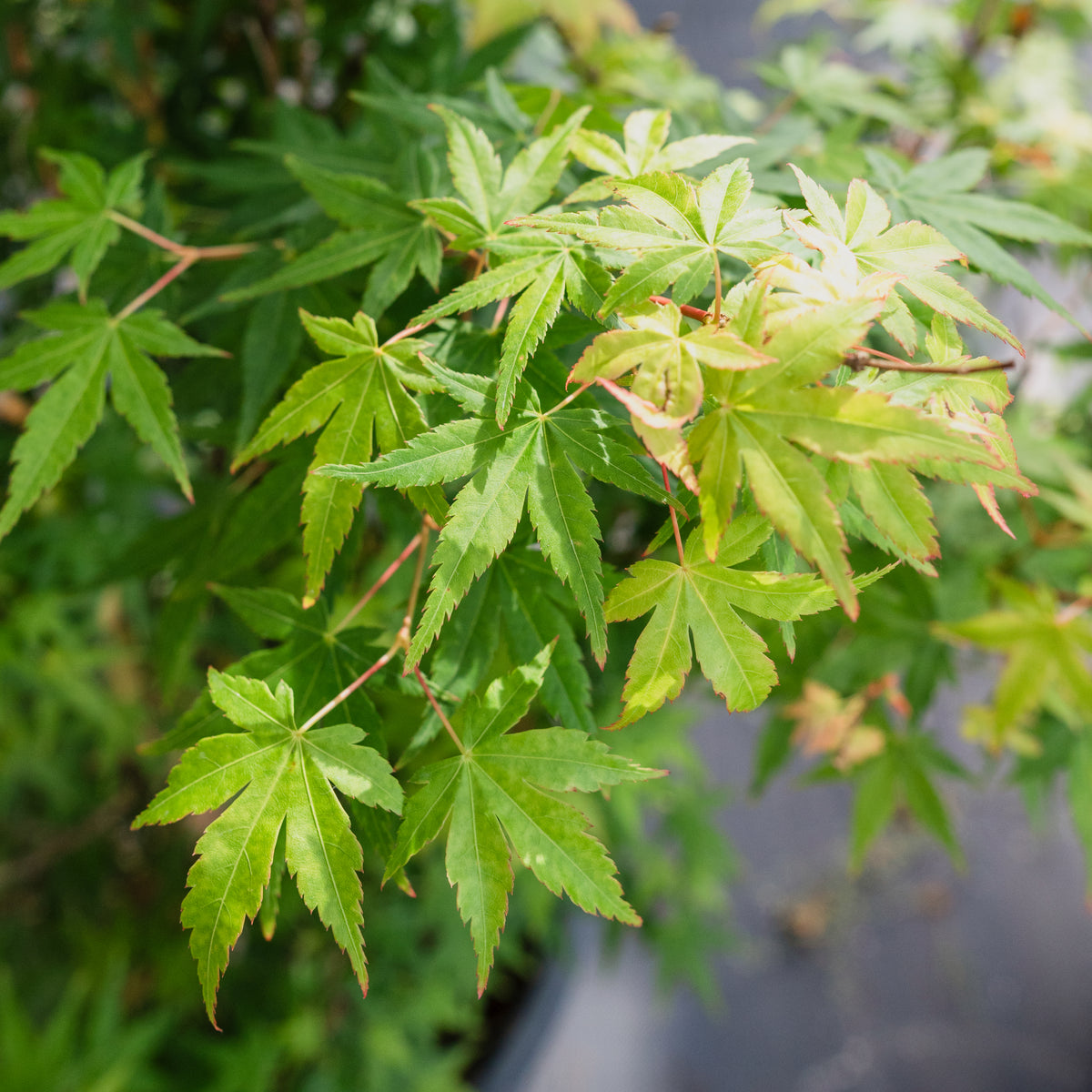 Bi-Hoo Japanese Maple #10 Cg
