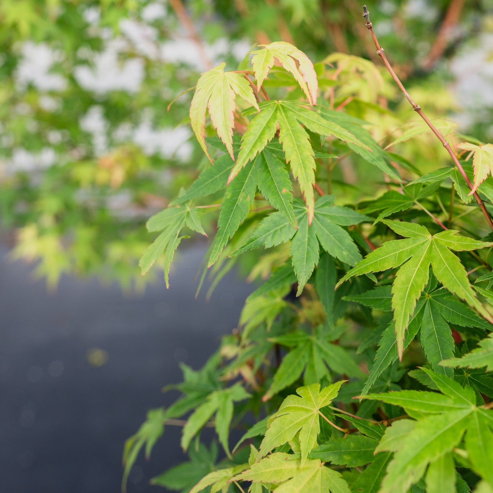 Bi-Hoo Japanese Maple #10 Cg