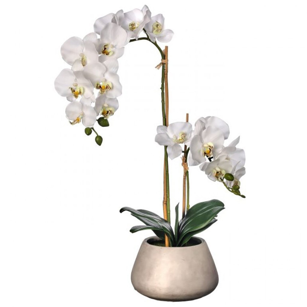Orchid in Pot 24"