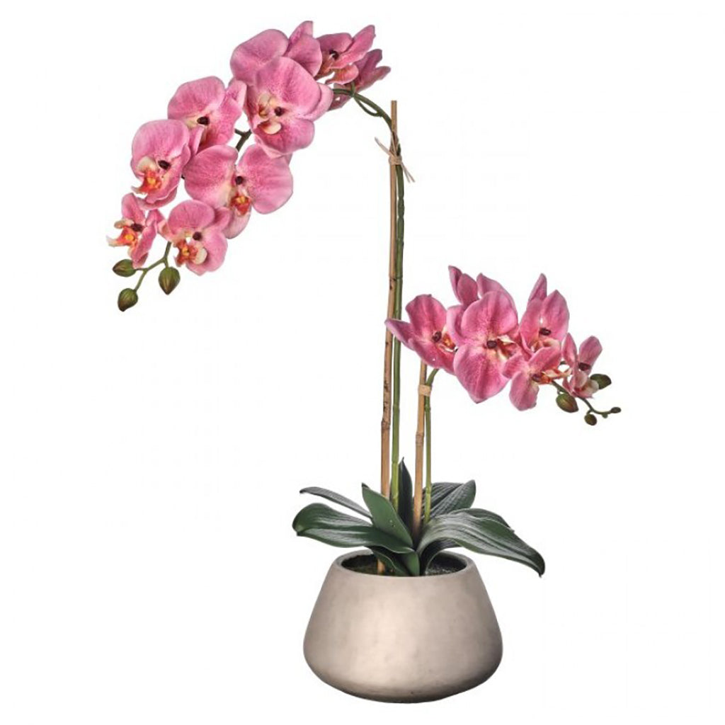 Orchid in Pot 24"