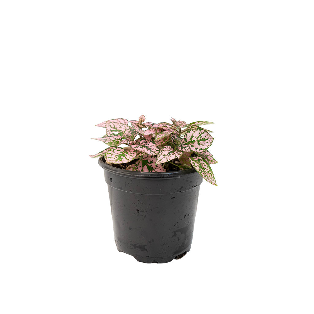 Hypoestes Phyllostachya/Polka Dot Plant 3.5"