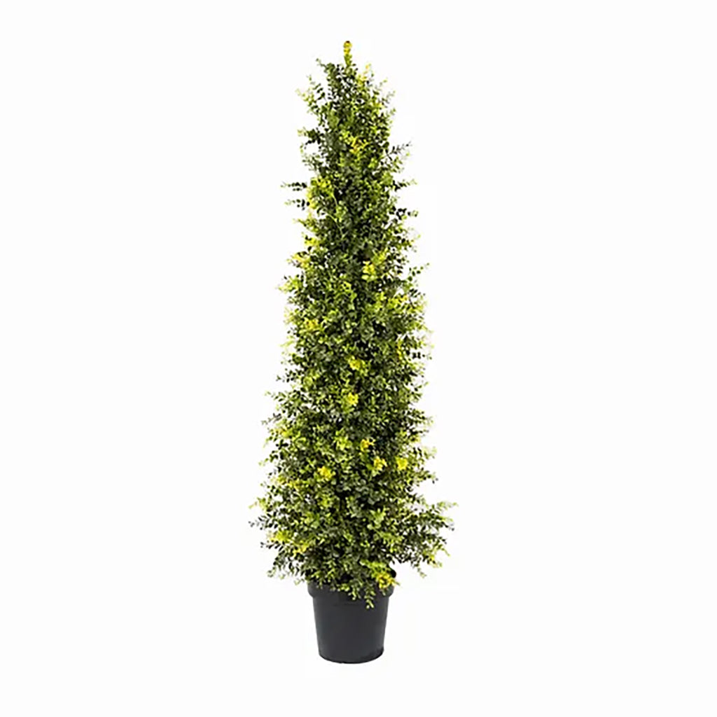 Boxwood Tree 5ft Everlasting