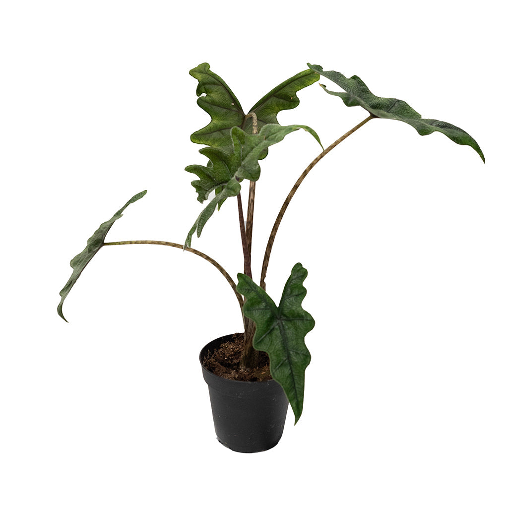 Alocasia Jacklyn 4&quot;