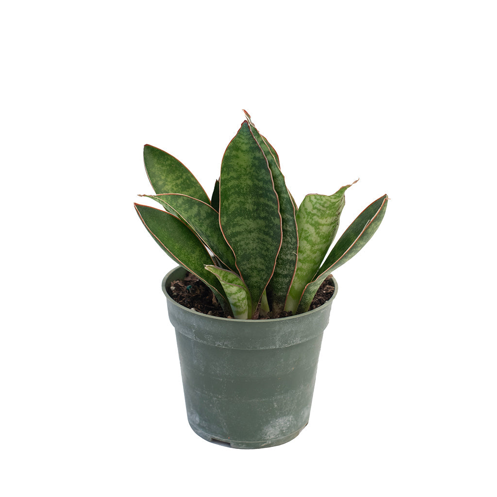 Sansevieria/Snake Plant Shark Fin 4"