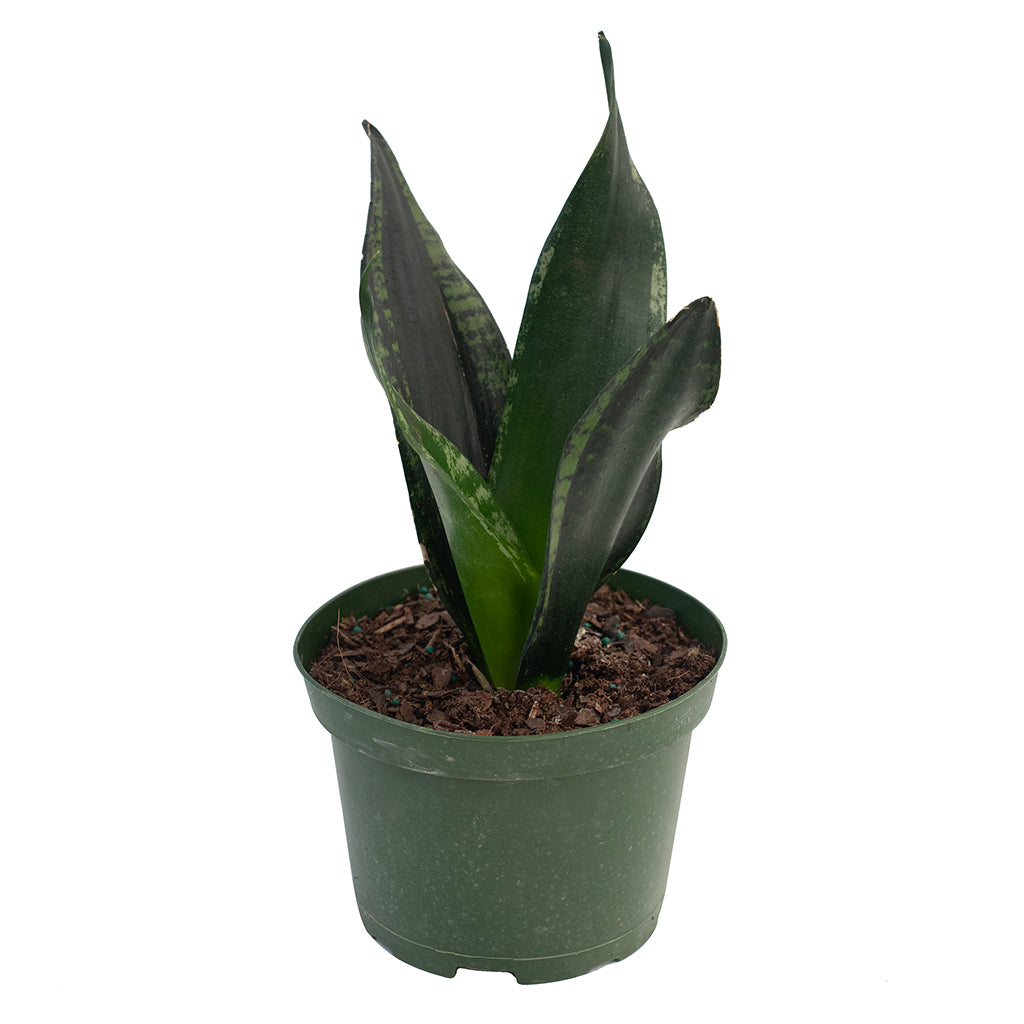Sansevieria/Snake Plant Whitney 6" - Sheridan Nurseries