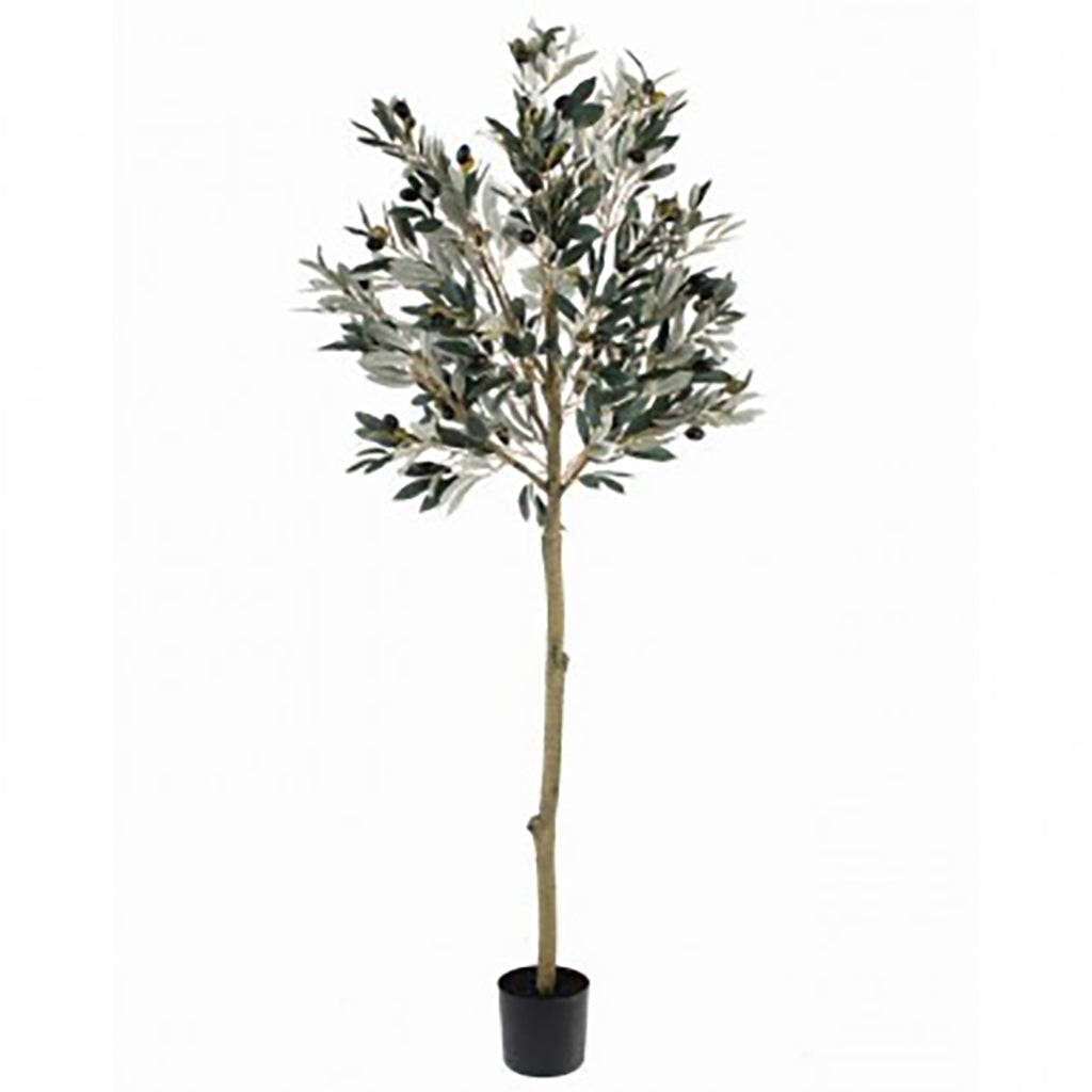 Olive Leaf Topiary