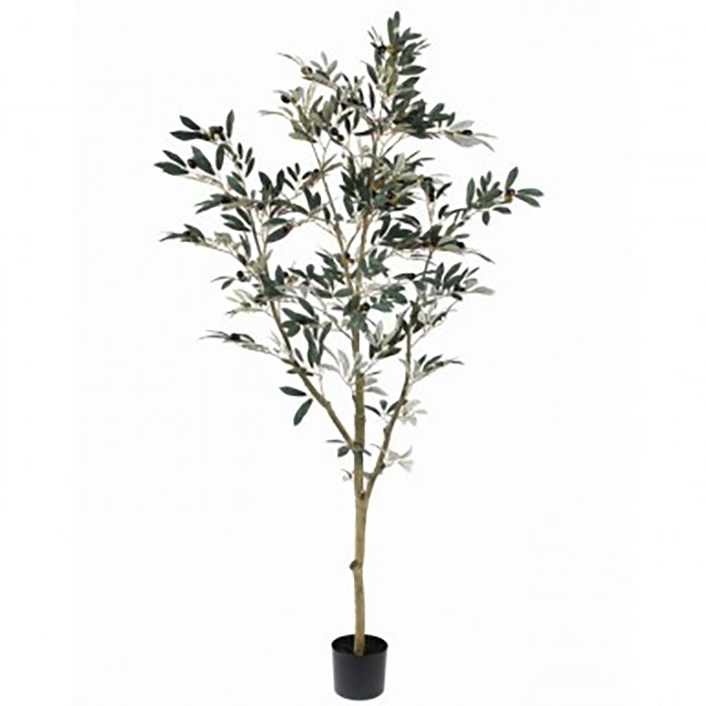 Everlasting Tree Olive Leaf Tree Everlasting - Sheridan Nurseries