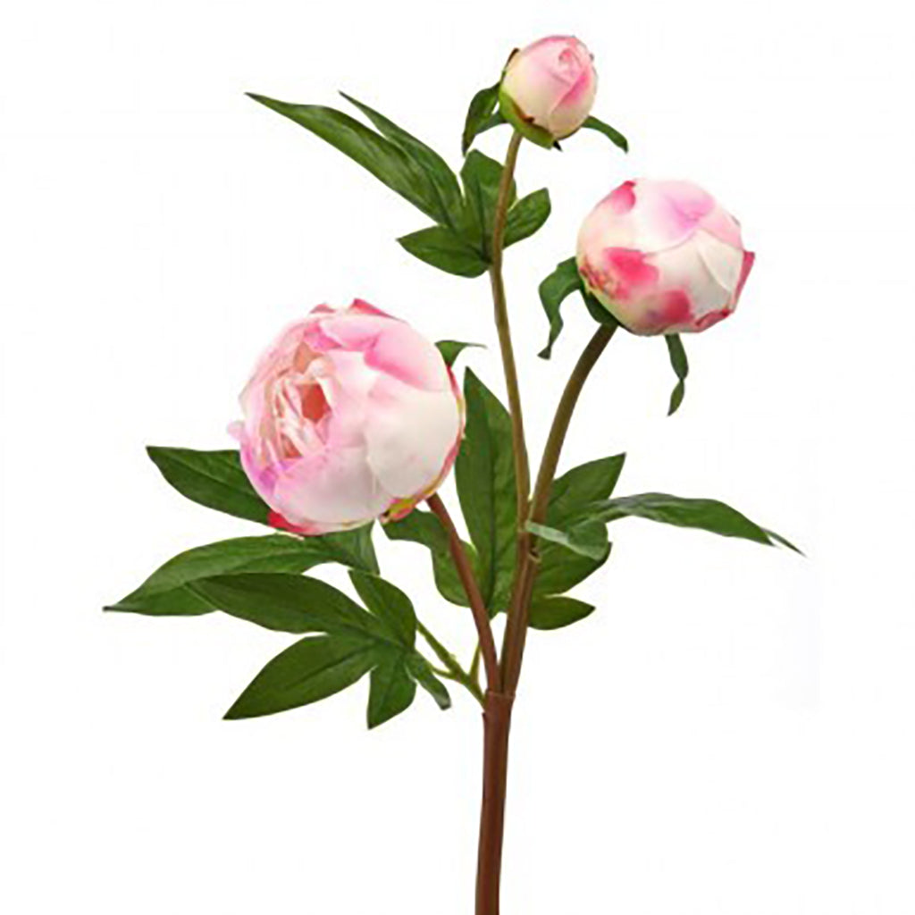 Just Cut Peony Bud Spray