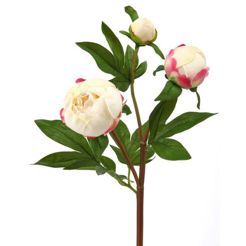 Just Cut Peony Bud Spray