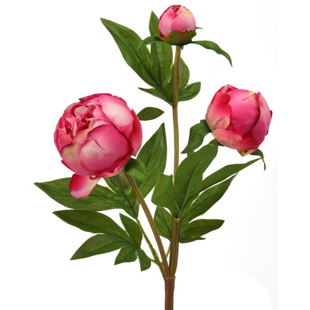 Just Cut Peony Bud Spray