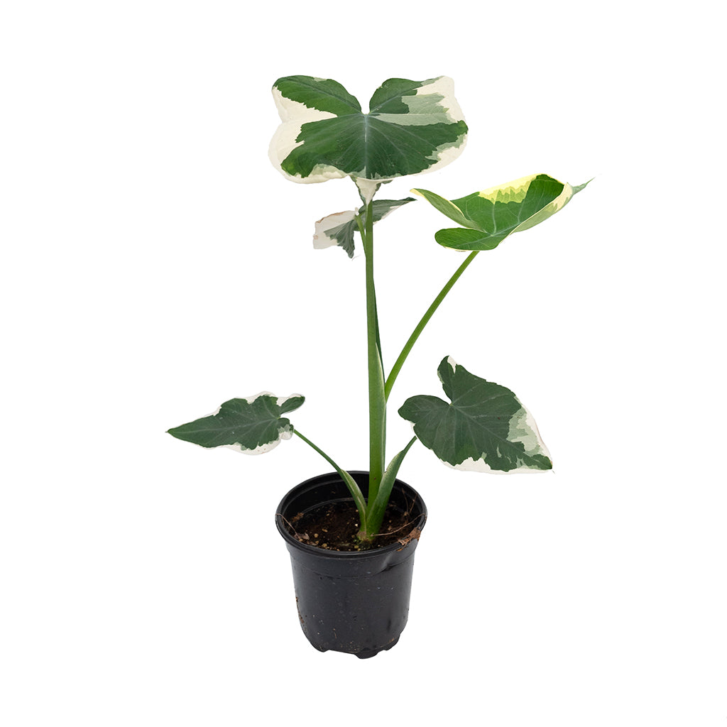 Alocasia Mickey Mouse Variegated 4&quot;