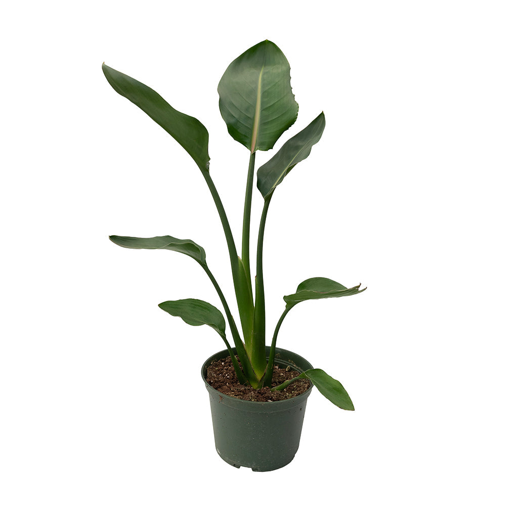 Strelitzia Reginae/Bird Of Paradise Yellow 6"