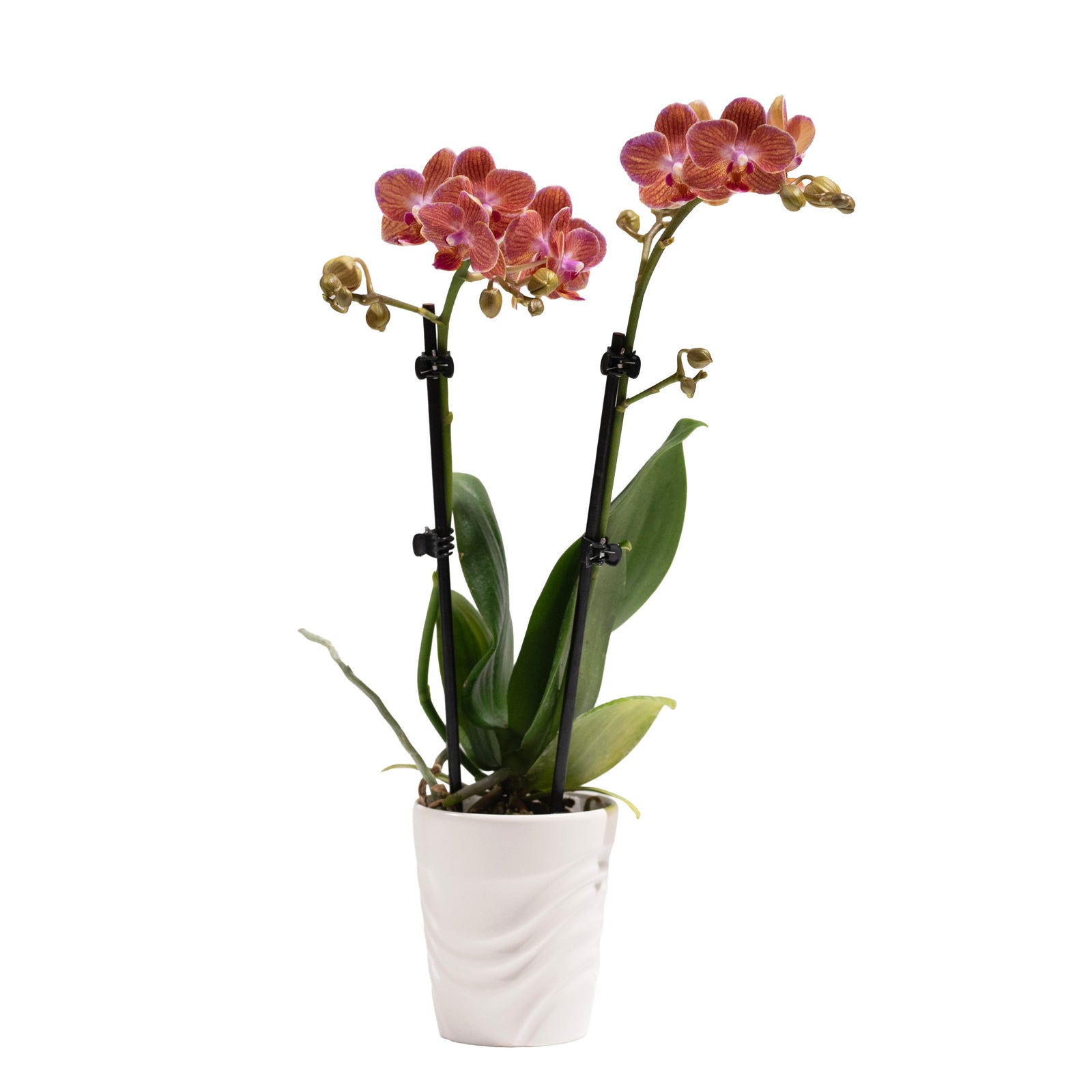 Phalaenopsis Orchid 'Piccola' 2-Spike In Ceramic Pot 3.5"